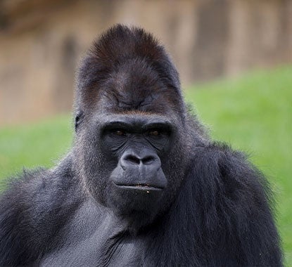 Gorila | Camarões